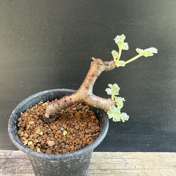 楽天市場】☆特価☆コーデックス：サルコカウロン ムルチフィズム 発根