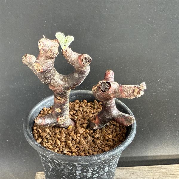 楽天市場】☆特価☆コーデックス：ペラルゴニウム ミラビレ*幅39cm