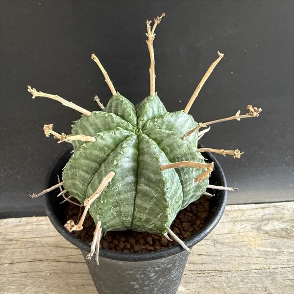 楽天市場】コーデックス：ユーフォルビア デシドゥア 蓬莱島