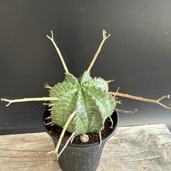 楽天市場】コーデックス：ユーフォルビア アトロビリディス*塊幅5cm