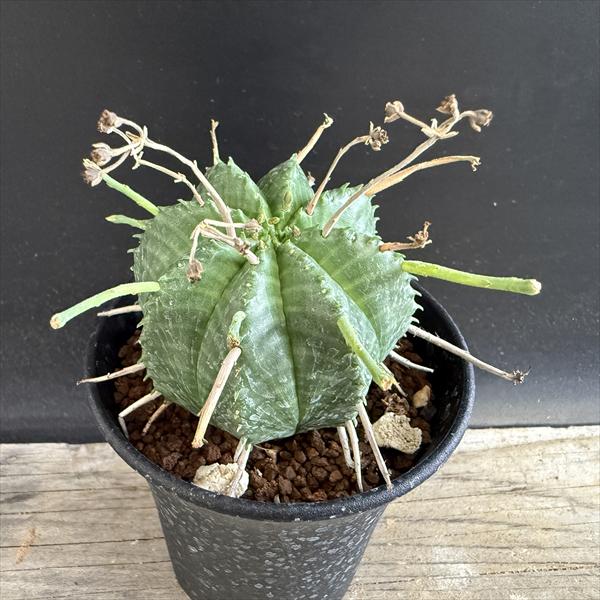 ユーフォルビア　アトロビリディス 多肉植物：ユーフォルビア アトロビリディス*塊幅5cm : 遊恵盆栽 Yahoo