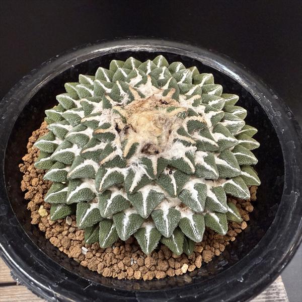 サボテン　アリオカルプス　亀甲牡丹　国内繁殖栽培苗　実生　鉢ごと発送 サボテン アリオカルプス 亀甲牡丹 国内繁殖栽培苗 実生 鉢ごと発送