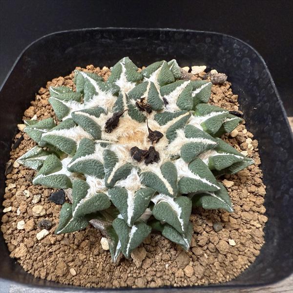 楽天市場】サボテン：アリオカルプス 竜角牡丹 実生*幅4.5cm