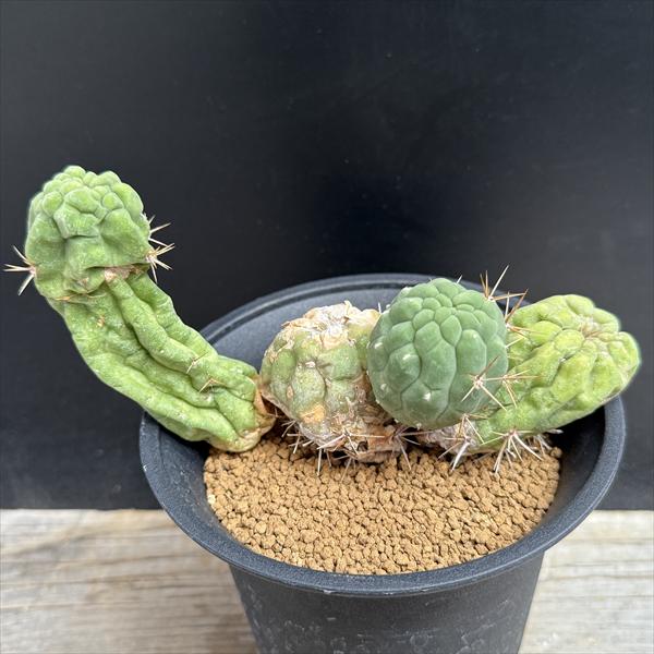 楽天市場】サボテン：ケファロケレウス 翁丸*幅4cm : 遊恵盆栽 楽天