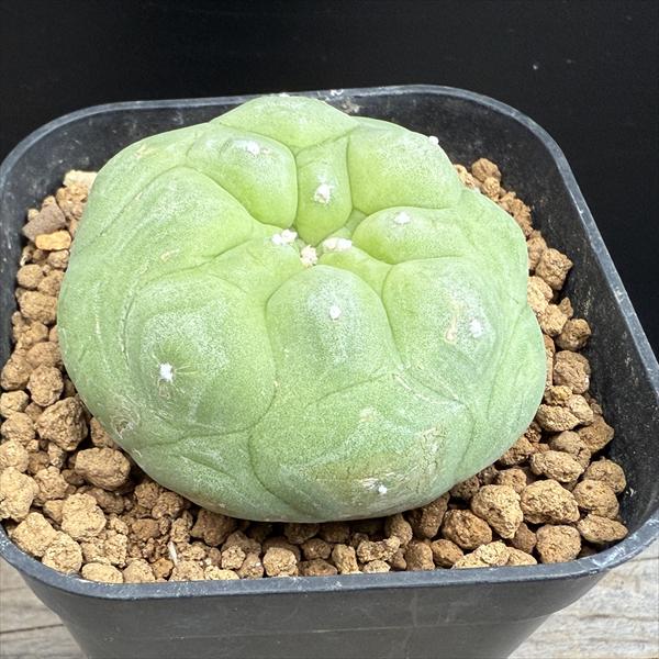 楽天市場】サボテン：ロフォフォラ 烏羽玉 ペンタゴナ*幅5cm : 遊恵