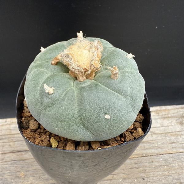 楽天市場】サボテン：ホマロケファラ 王綾波の実生*幅4cm