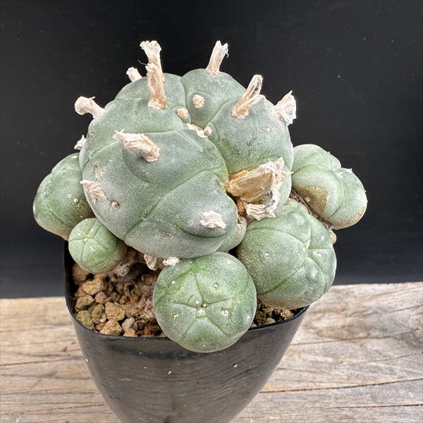 ホマロケファラ　綾波　実生　大株　サボテン 綾波 狂刺type（武蔵） 実生 A0955☆ホマロケファラ サボテン