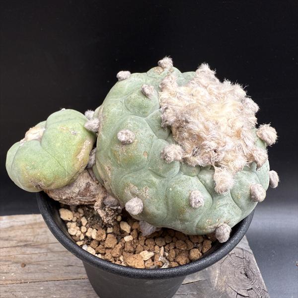 楽天市場】サボテン：ロフォフォラ ディフューサ 翠冠玉*幅13cm