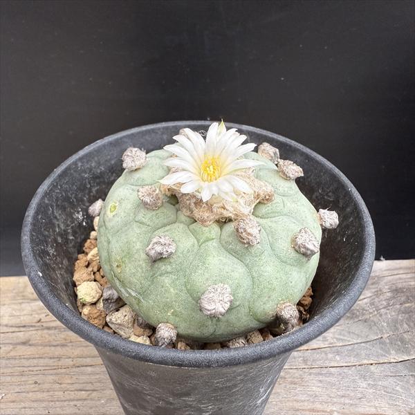 楽天市場】サボテン：ロフォフォラ ディフューサ 翠冠玉 綴化*幅