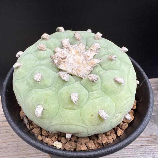 ディフューサ 翠冠玉 大株 鉢植えメルカリ便送料込み 楽天市場】サボテン：ロフォフォラ ディフューサ 翠冠玉 綴化*幅