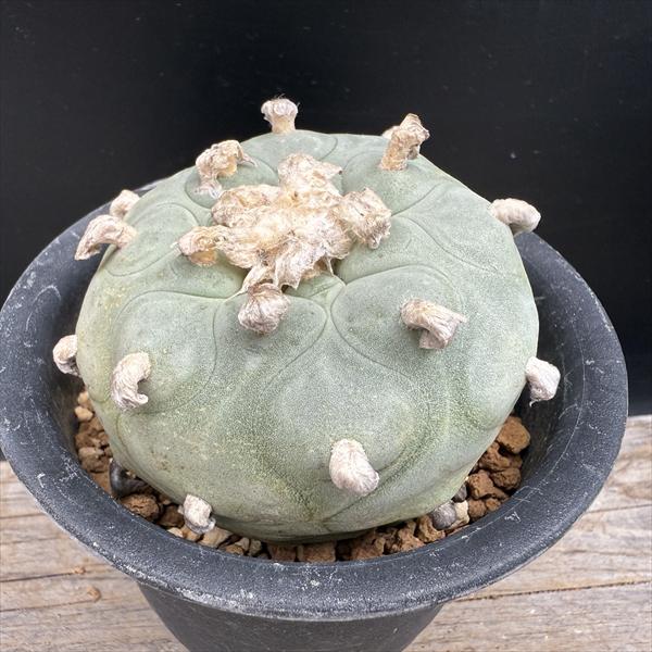 特大　実生　ロフォフォラ　デフューサー　白花　樽鉢　鉢ごと送料込み ディフューサ 実生 A3309☆ロフォフォラ サボテン 数量もの