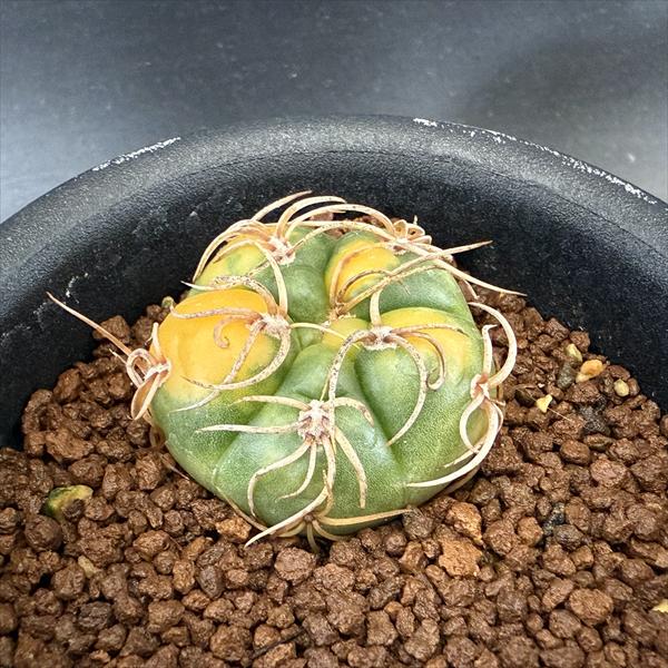 楽天市場】レアサボテン ギムノカリキウム ヒボタン錦 3.5号鉢