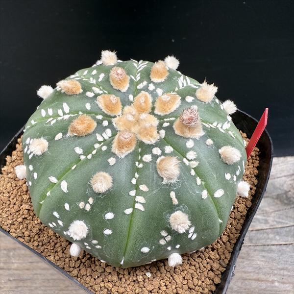 谷田貝　ミラクル兜　実生 #6