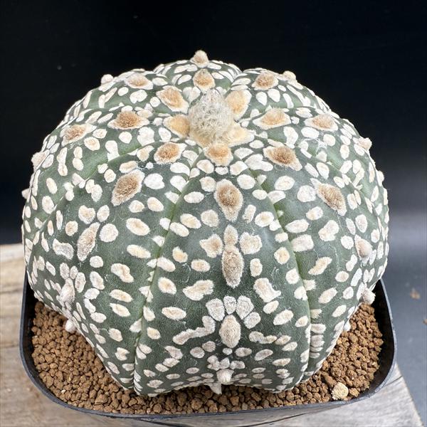 楽天市場】サボテン：アストロフィツム スーパー兜 実生*幅8cm