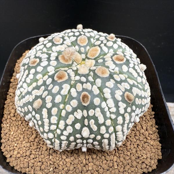 ミラクル兜　アストロフィツム　サボテン　国内実生 サボテン：アストロフィツム ミラクル兜 実生*幅5cm 現品