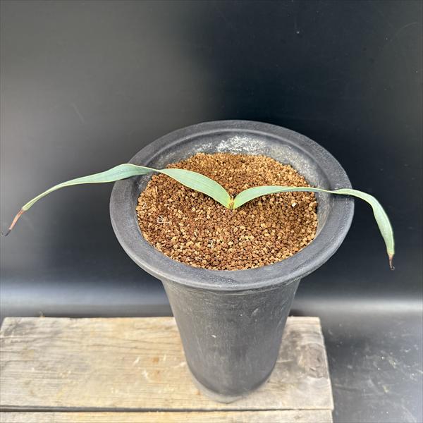 楽天市場】奇想天外 ウェルウィッチア・ミラビリス 実生1年目 3号