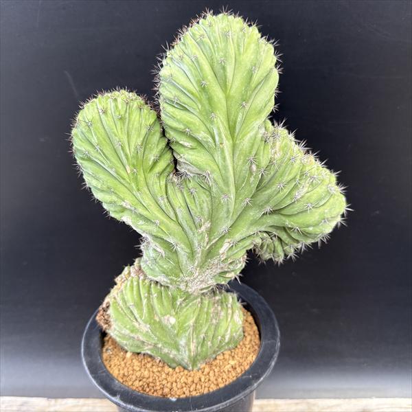 楽天市場】サボテン：トリコケレウス 珍宝閣 なるほど柱*幅14cm 現品