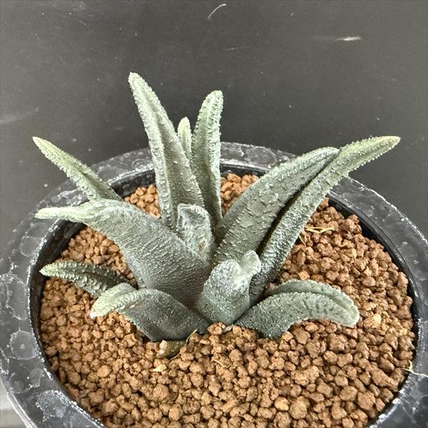 多肉植物：ハオルチア ソルディダ*幅8ｃｍ 現品！一皿分の料理境界線