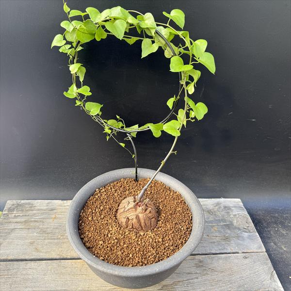 楽天市場】☆特価☆コーデックス：アフリカ亀甲竜*塊根幅8.5cm 現品