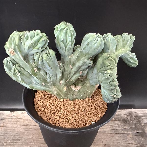 楽天市場】PLANCHU サボテン ミルチロカクタス 竜神木 りゅうじんぼく