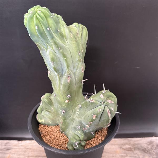 楽天市場】サボテン：メロカクタス マタンザナス 月光雲 実生*幅11cm