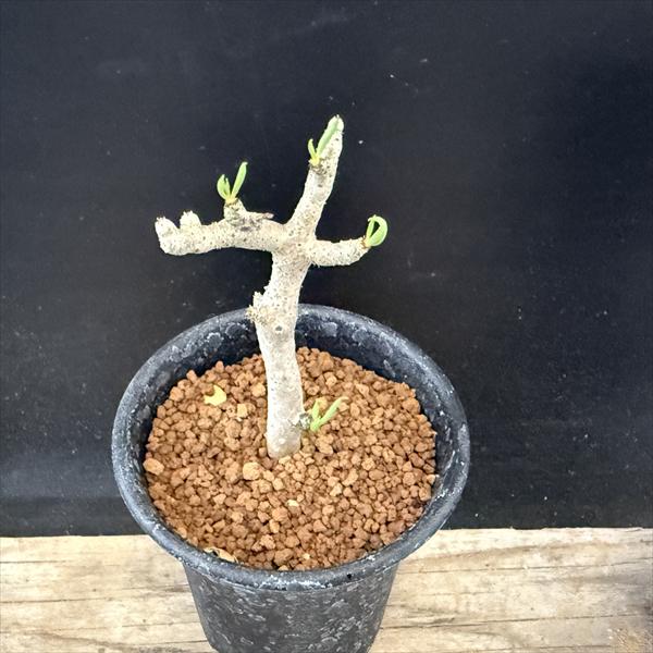 Tylecodon hallii　チレコドン ハリー ベアルート株 isla del pescado - Tylecodon hallii-チレコドン・ハリー