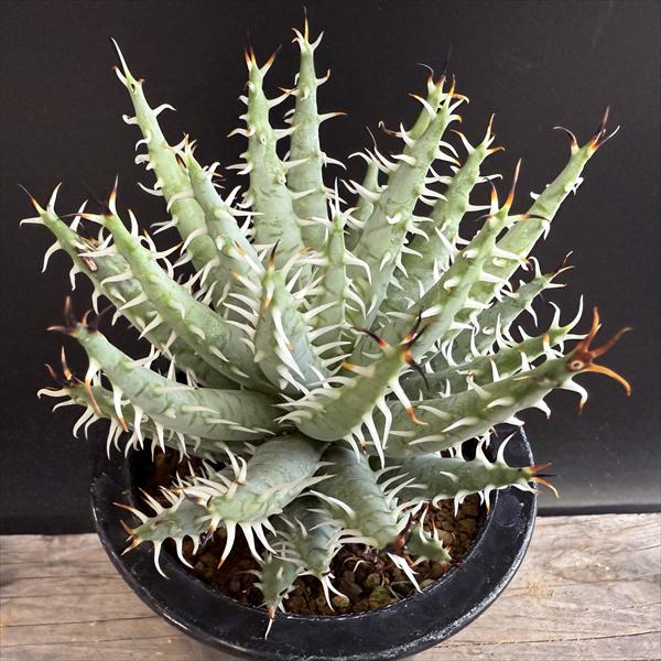 楽天市場】多肉植物：アロエ バンバレニー*幅50cm : 遊恵盆栽 楽天市場店