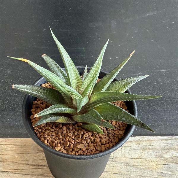 楽天市場】多肉植物：ハオルチア マトリクス*M 幅9cm : 遊恵盆栽