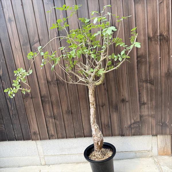 楽天市場】コーデックス：ブルセラ ファガロイデス 実生*S 葉幅