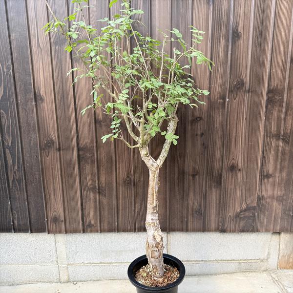 サルコカウロン ムルチフィズム 250826 25 楽天市場】☆特価