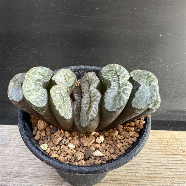 楽天市場】多肉植物：ハオルチア 大型丸葉玉扇*幅13cm 現品