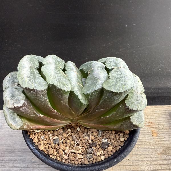 楽天市場】多肉植物：ハオルチア 玉扇 金子氏No.1*幅8.5cm 現品