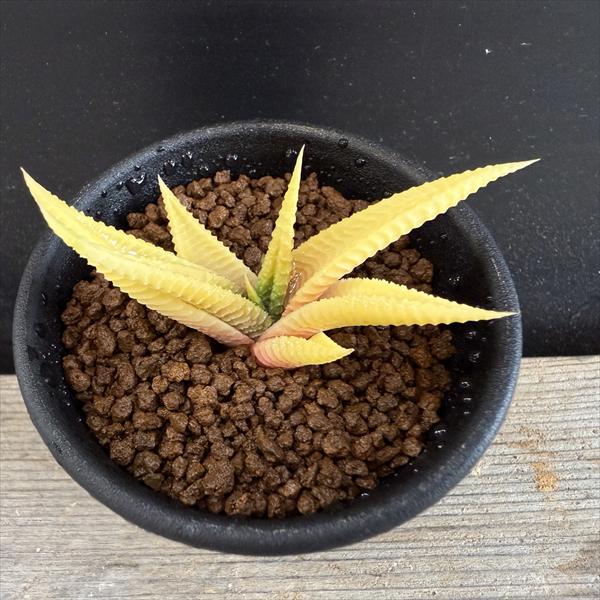 楽天市場】多肉植物：ハオルチア 鮮明黄色斑 コレクタ錦*幅6.5cm