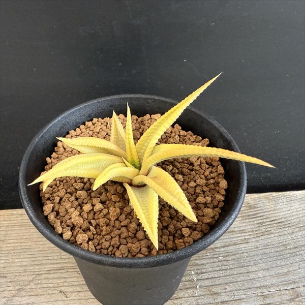 楽天市場】多肉植物：ハオルチア 鮮明黄色斑 万象錦*幅7.5cm 現品