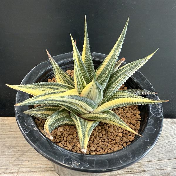 楽天市場】多肉植物：ハオルチア 水晶未来NS1/2×月光未来 実生*幅5cm