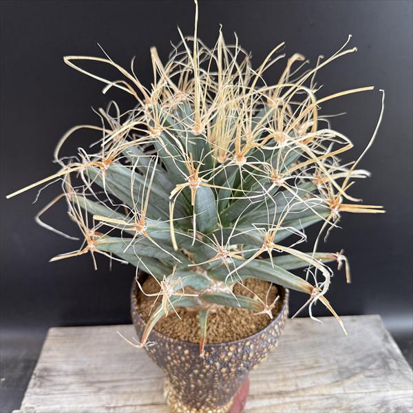 レウクテンベルギア　晃山 レウクテンベルギア 晃山の育て方