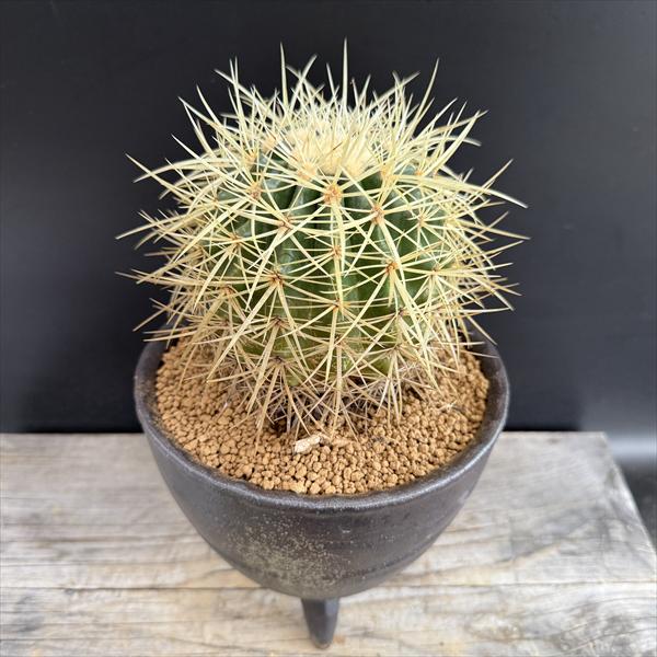 サボテン　エキノカクタ　金鯱錦　実根苗 サボテン エキノカクタ 金鯱錦 実根苗 観葉植物