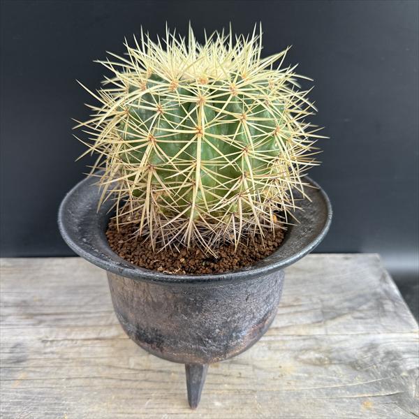 多肉植物サボテン金鯱錦 多肉植物｜金鯱錦 斑入り】金鯱 サボテン 金鯱錦 多肉植物 斑入り