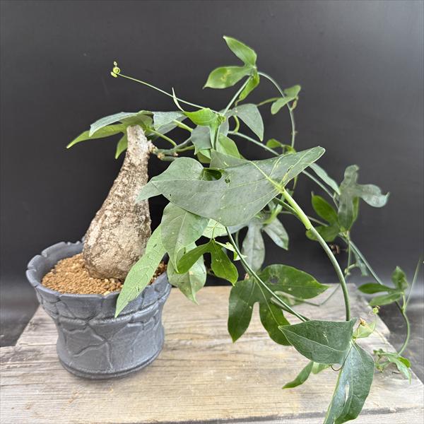 楽天市場】【現品】アデニウム・アナコンダ 超大株 10号 J6番 : 松や