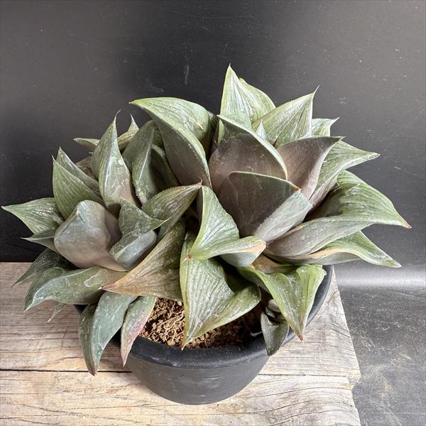 楽天市場】多肉植物：ハオルチア パルバ群生*幅13cm 現品！一品限り