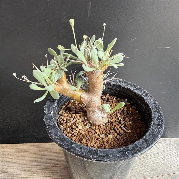 楽天市場】コーデックス：コミフォラ クラウセリアナ 実生*葉幅