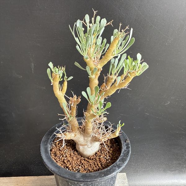 楽天市場】コーデックス：ユーフォルビア デシドゥア 蓬莱島