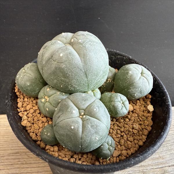 楽天市場】サボテン：ステノセレウス 入鹿（イルカ）*幅6cm