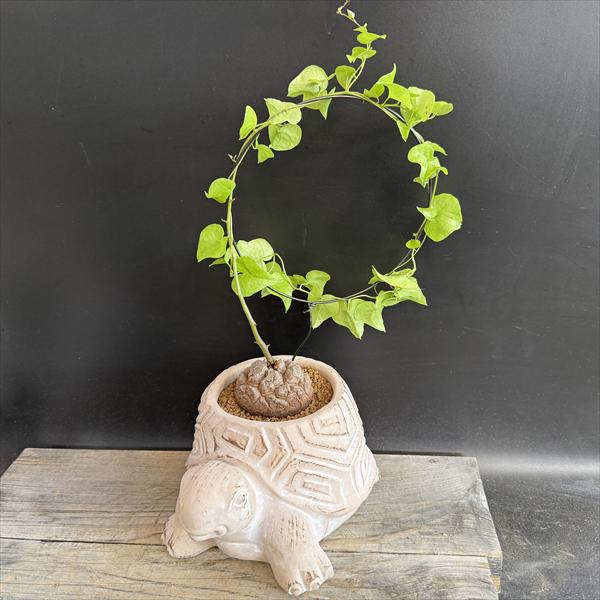 楽天市場】コーデックス：アデニウム アラビカム ドワーフ ショート