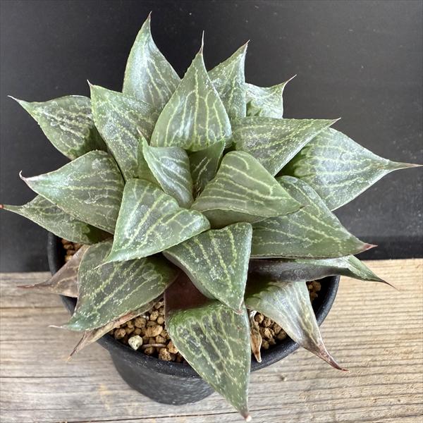 多肉植物：ハオルチア　千代姫コンプト*幅9ｃｍ 現品！一品限り