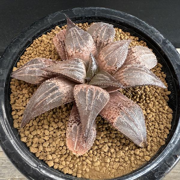 多肉植物：ハオルチア バディアhyb.*幅11.5ｃｍ　現品！一品限り