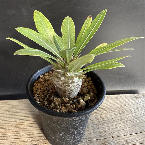 楽天市場】コーデックス：パキポディウム グラキリス 発根済*塊根幅