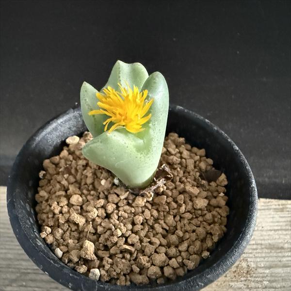 楽天市場】多肉植物：コノフィツム ビロバム*幅2cm : 遊恵盆栽 楽天市場店