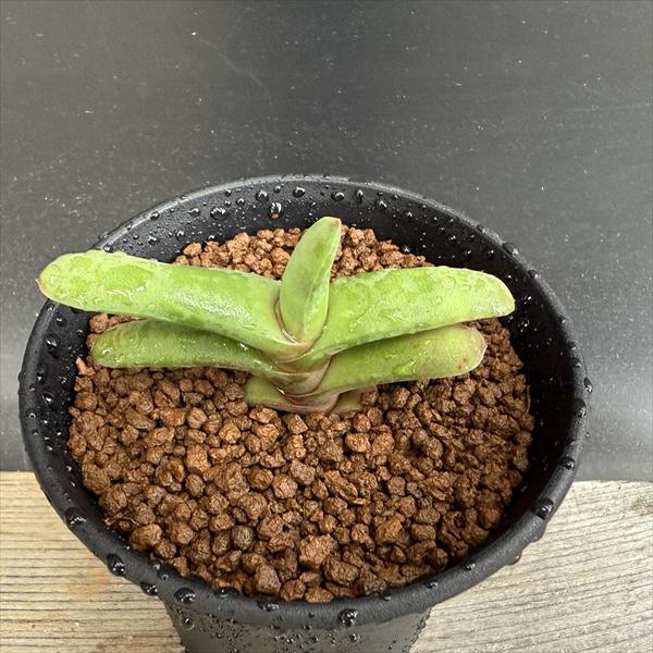 多肉植物：屁っ放りテリア ラウリンソニー*幅7ｃｍ 現品！一皿分の料理区分線 観葉植物-花・ガーデン・DIY