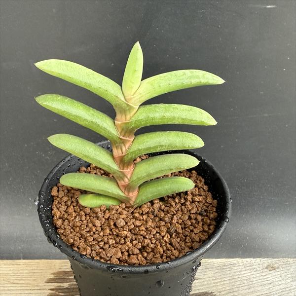 多肉植物：ガステリア　ラウリンソニー*幅8ｃｍ　現品！一品限り